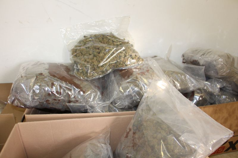Blučina_marihuana  (8).JPG