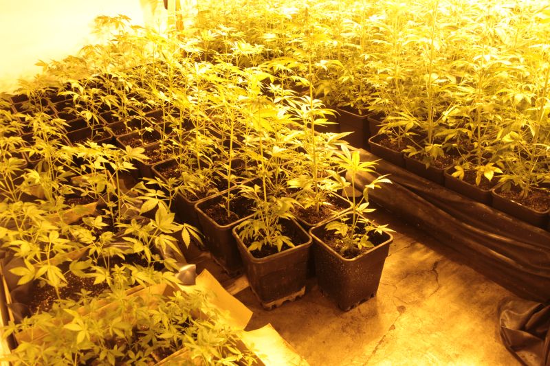Blučina_marihuana  (1).JPG