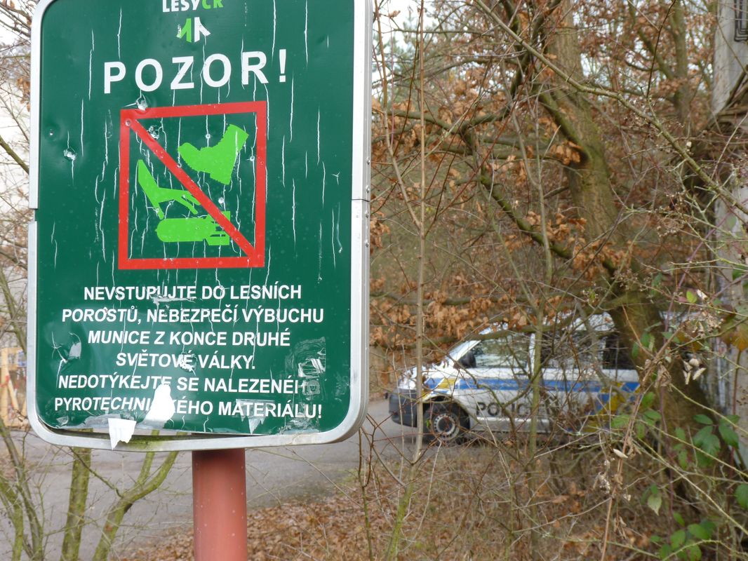 Boří les_1.JPG