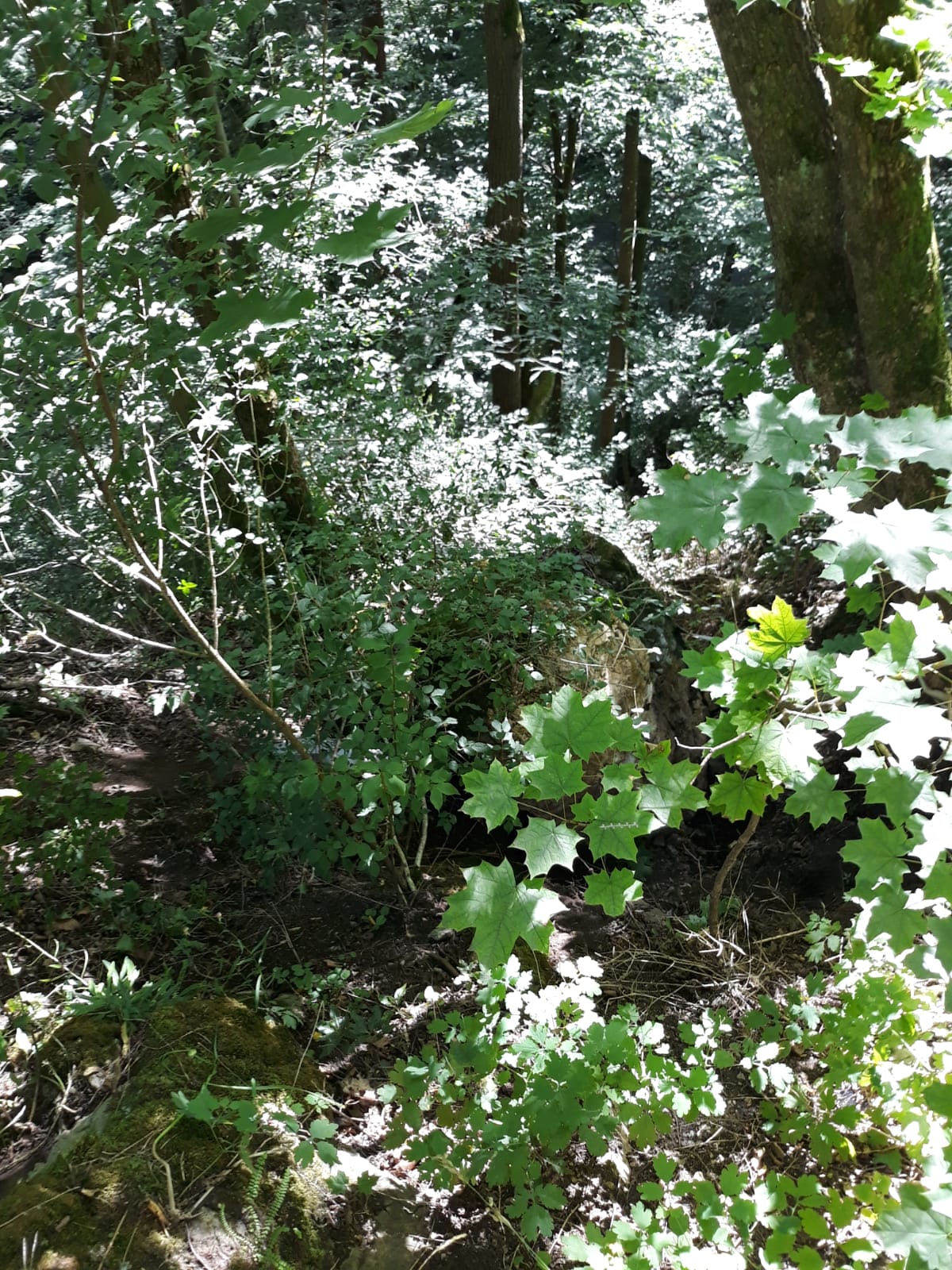 Býčí skála IMG-20200801-WA0004.jpg