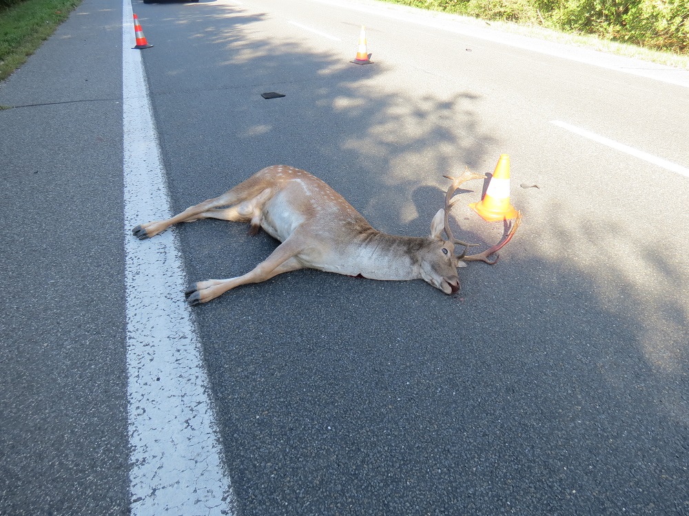 DN Budčeves ze dne 29. 09. 2018 - zvěř