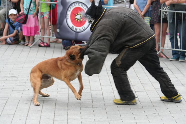 Den_policie_2013 070.JPG