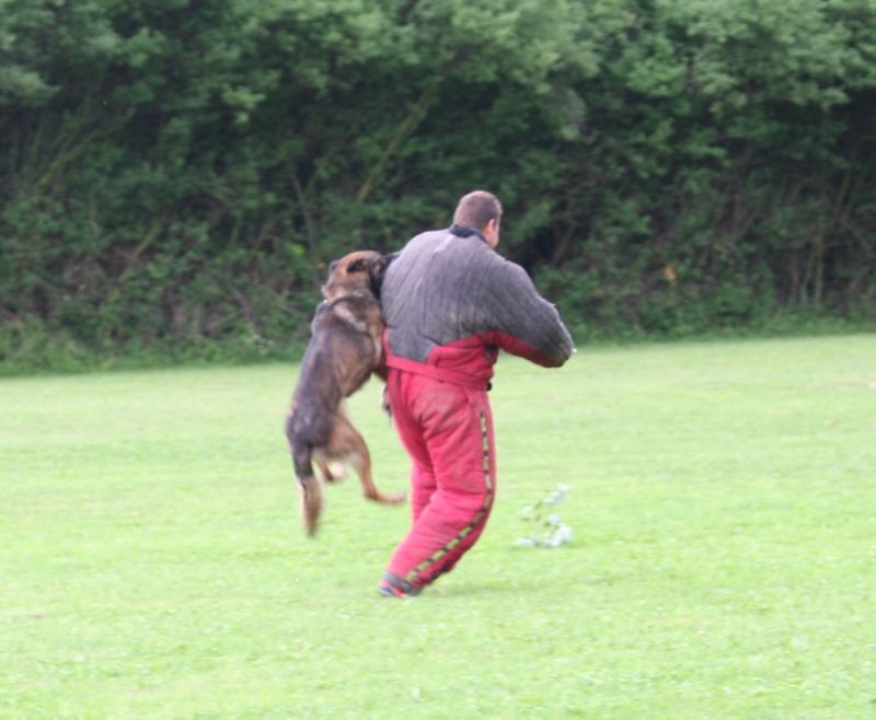 Dobrotice_psi (2).jpg