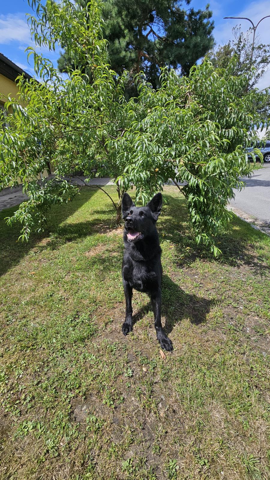Drogový specialista Ax, 5 let