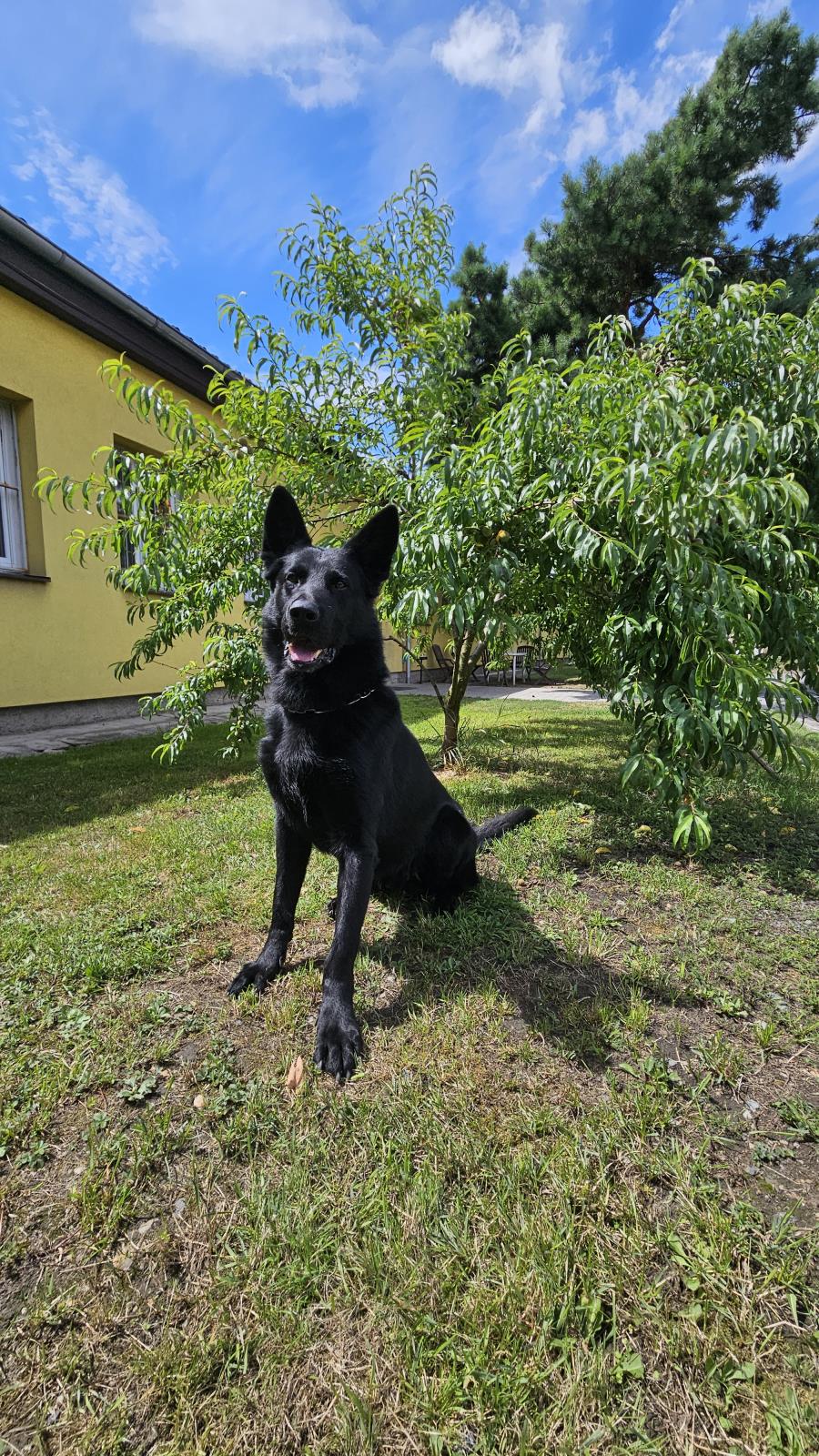 Drogový specialista Ax, 5 let