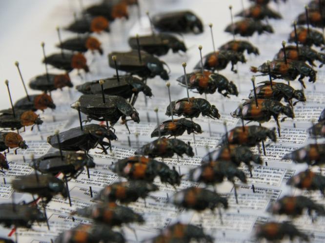 Entomologie 02