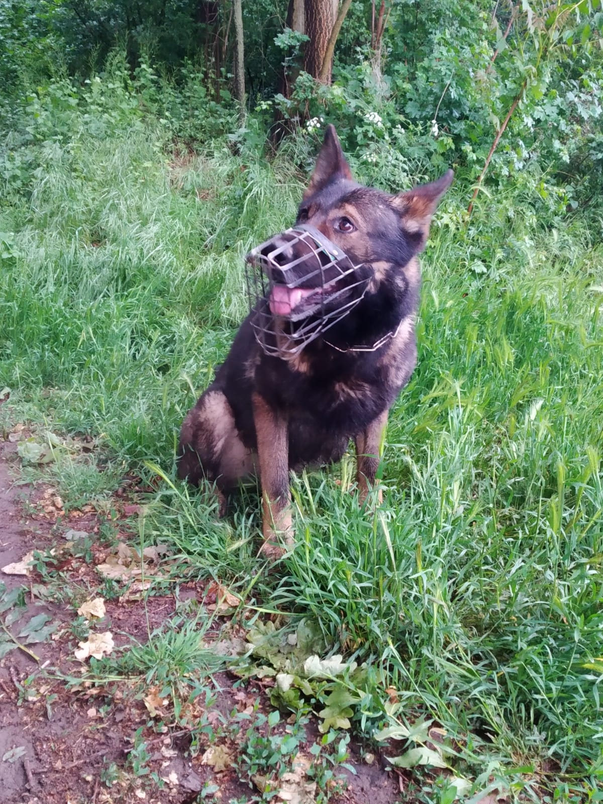 Foto č. 7 - služební pes Ajax.jpg