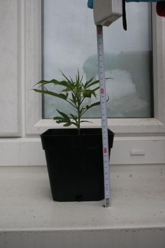 Foto1