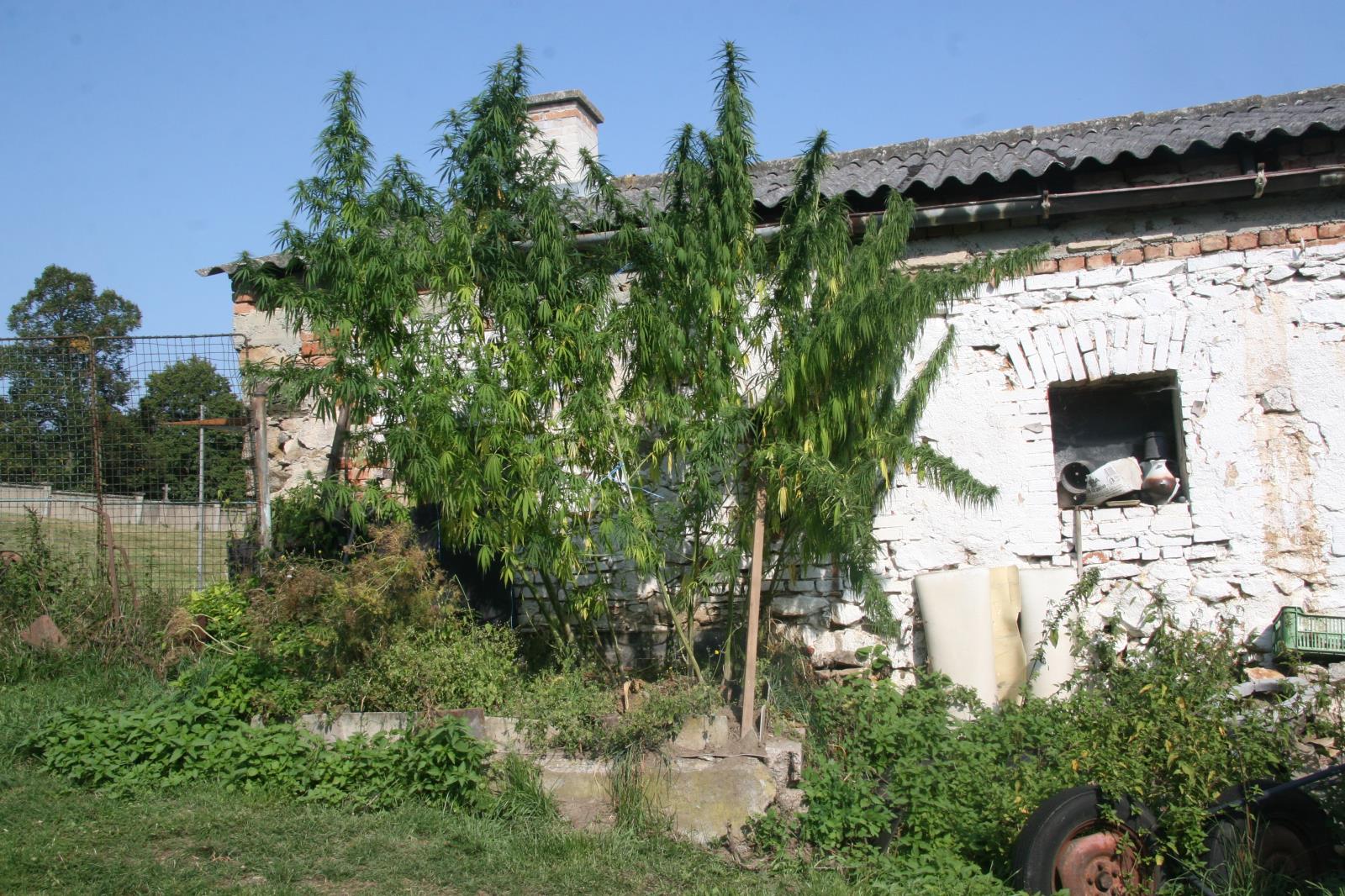 Konopí