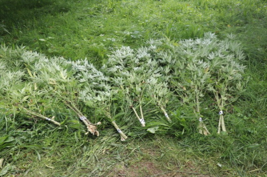 Konopí srpen 2021-1.jpg