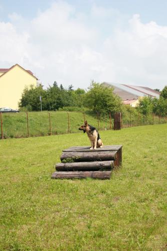 Krajské přebory policejních psů