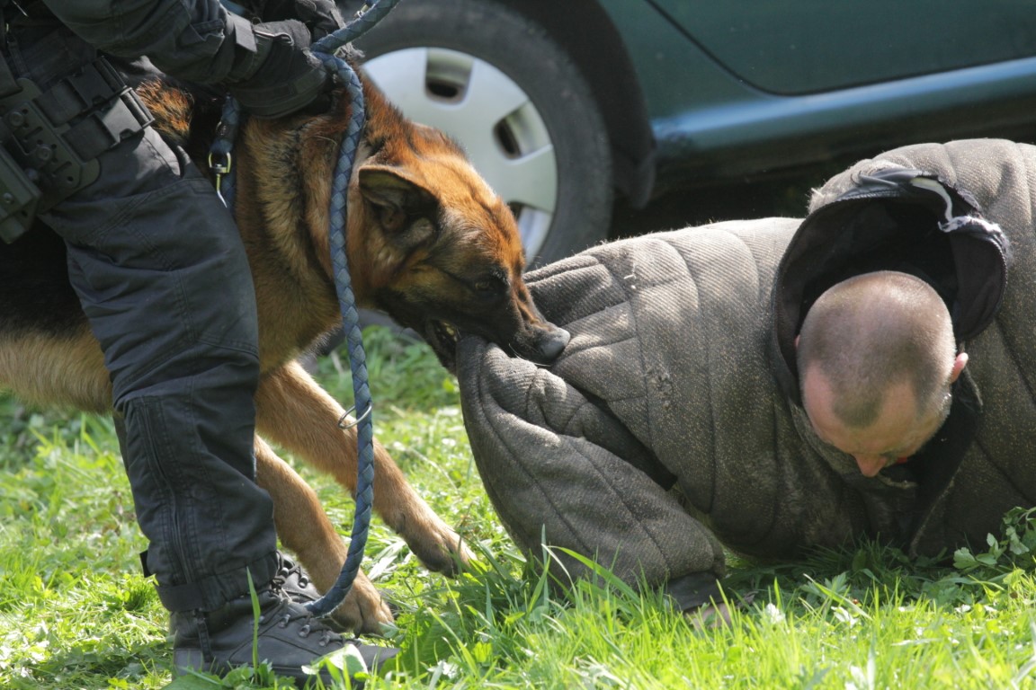 Krajský přebor psovodů se služebními psy KŘP Královéhradeckého kraje (9)