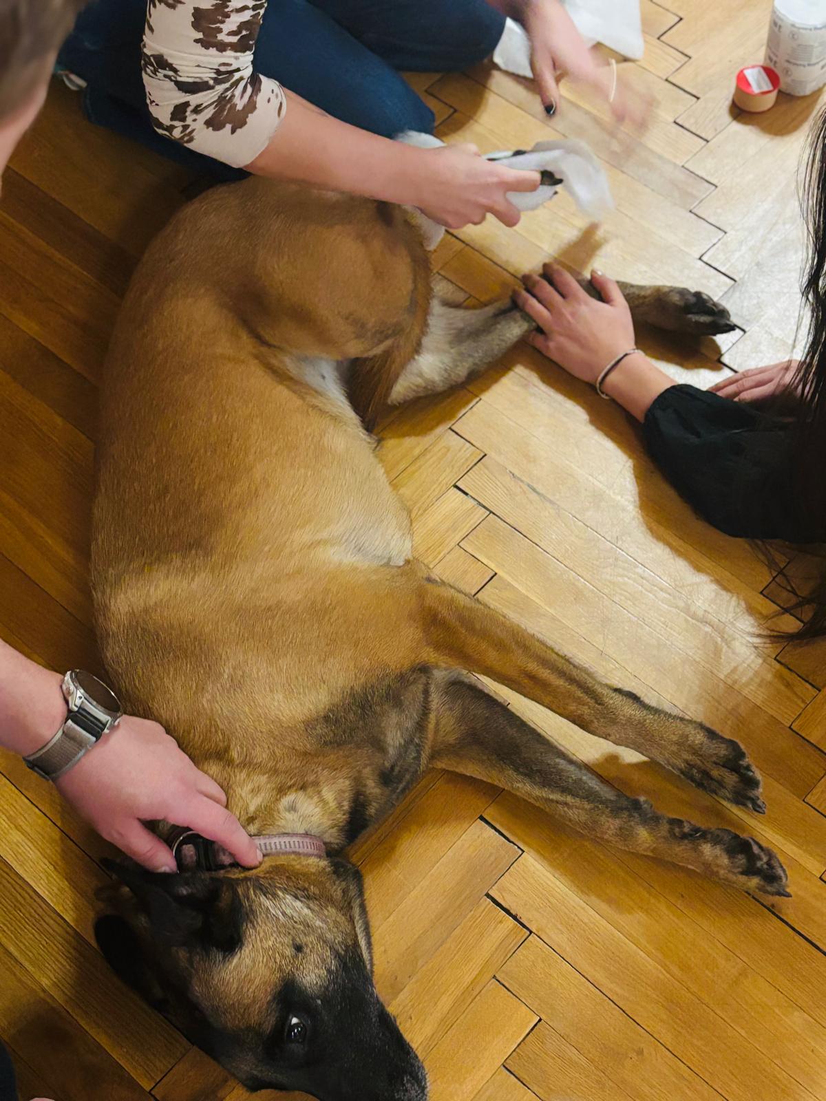 Kurz první pomoci policejním psům