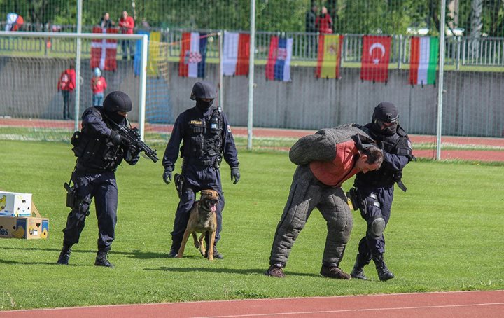 MS belgických ovčáků foto č. 8
