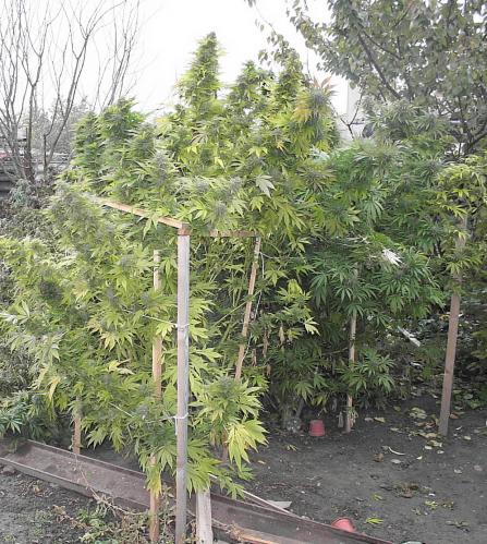 Marihuana