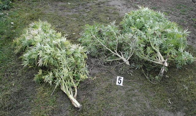 Marihuana