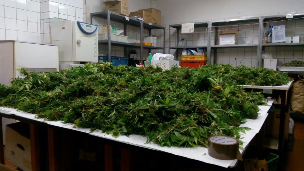Marihuana