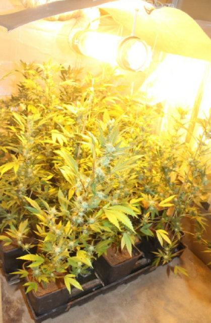 Marihuana