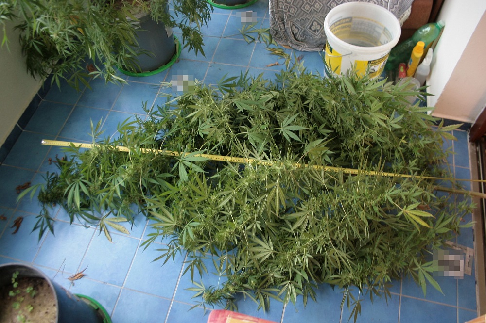 Marihuana