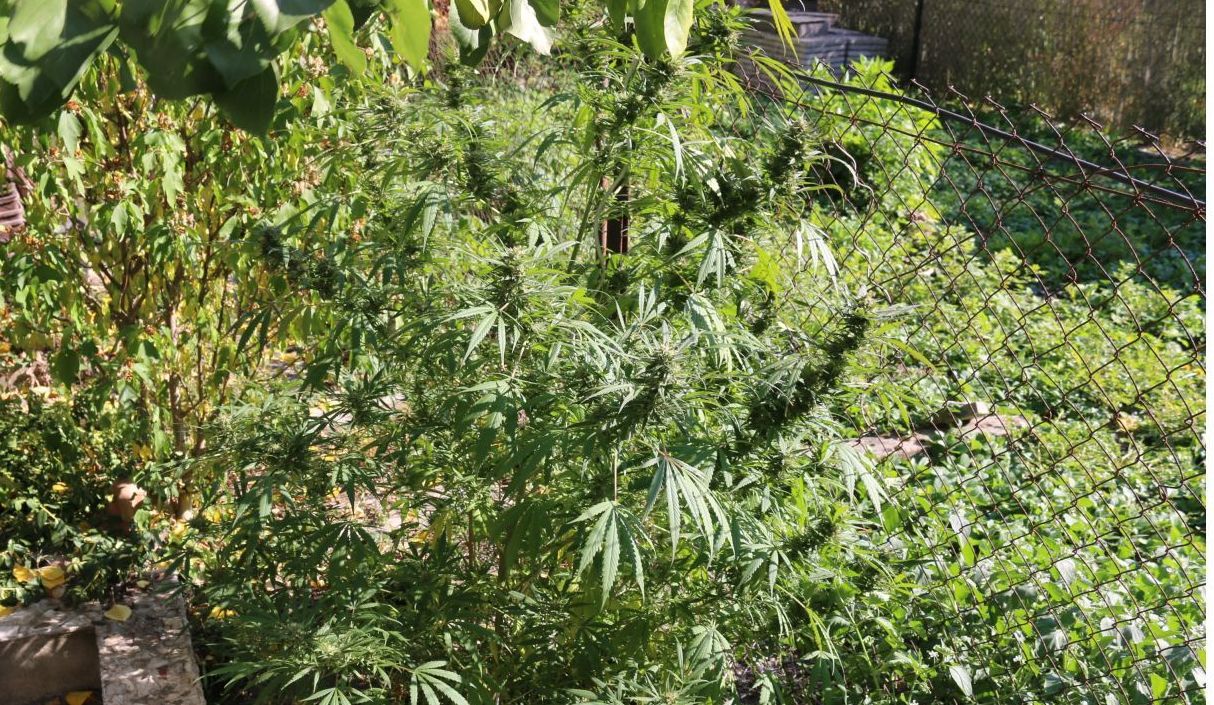 Marihuana