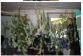 Marihuana