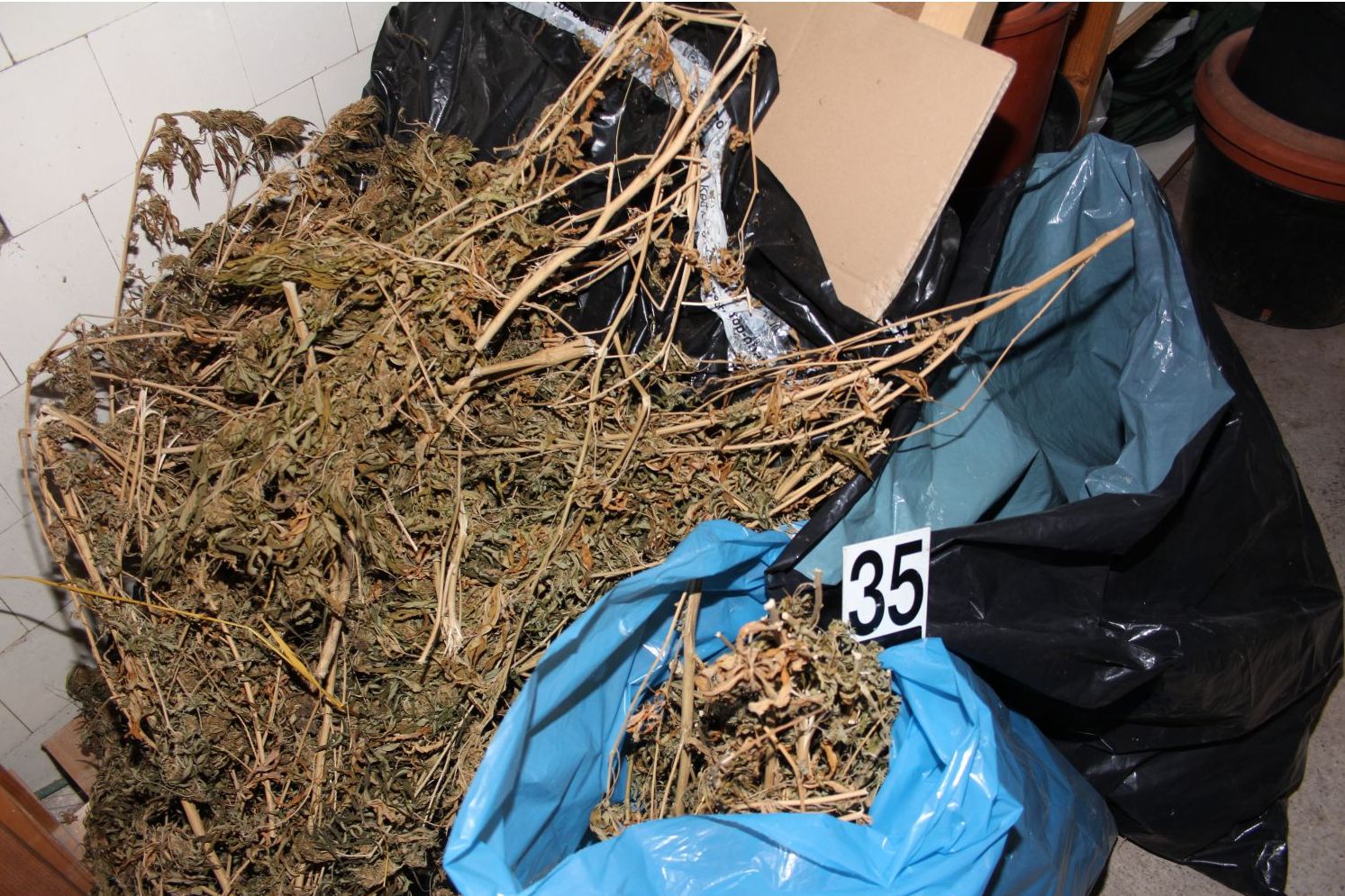 Marihuana 1.jpg