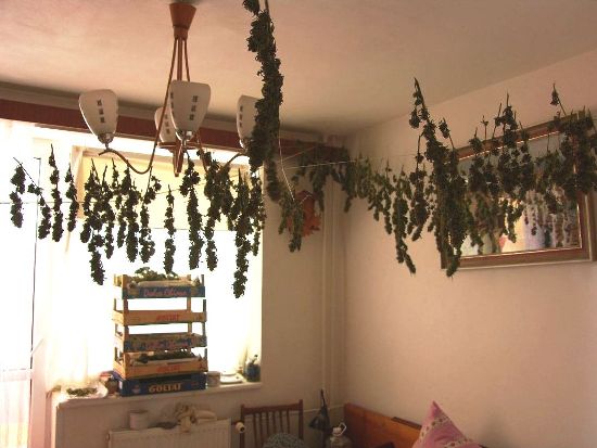 Marihuana Otrokovice 2