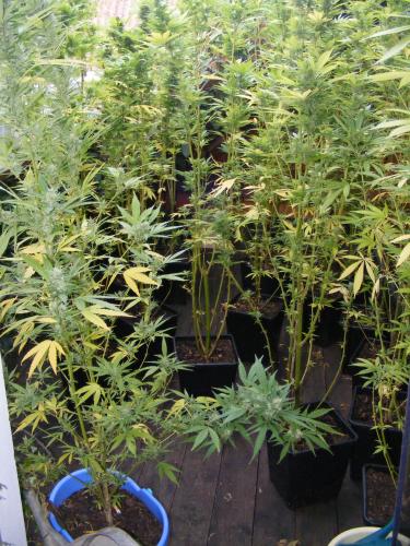 Marihuana1.JPG