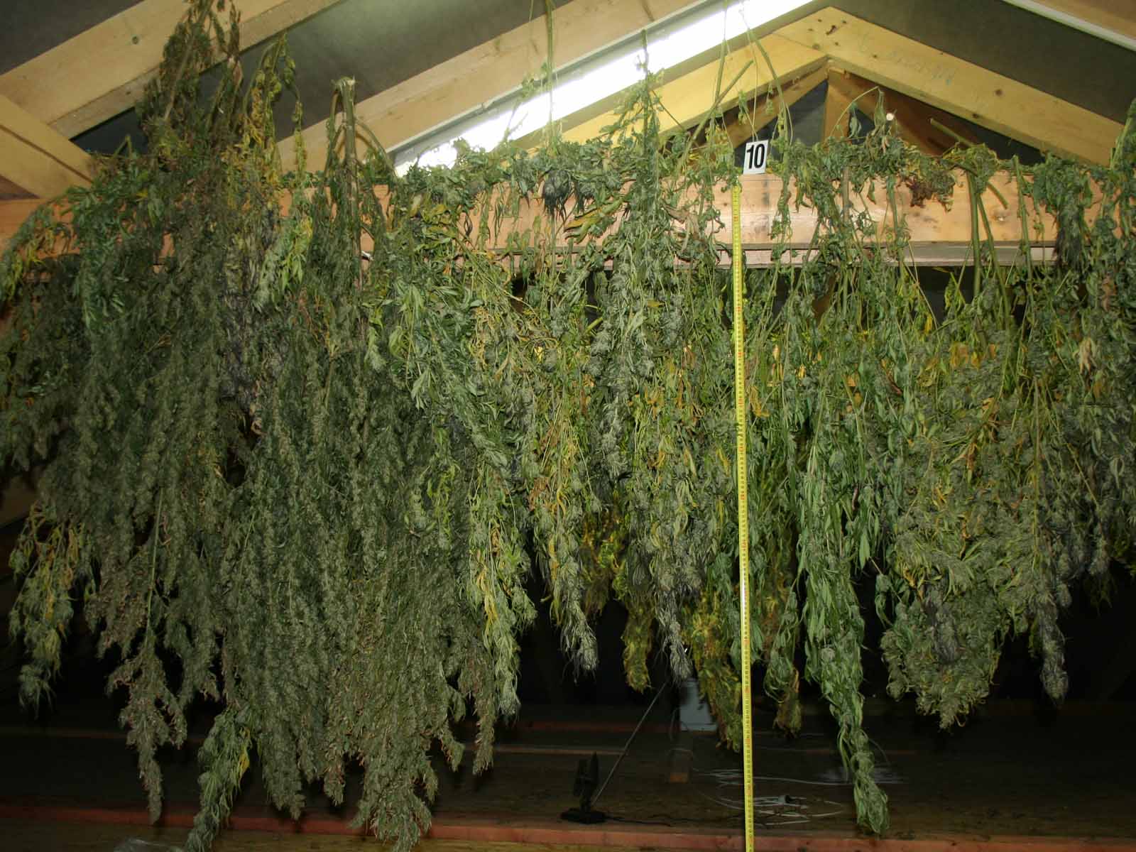 Marihuana_6.jpg