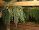Marihuana_7