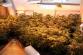Marihuana_Modřice (2)