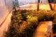 Marihuana_Modřice (3)