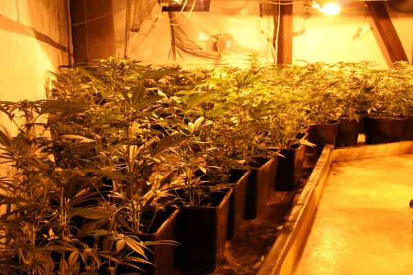 Marihuana_Modřice (4).jpg
