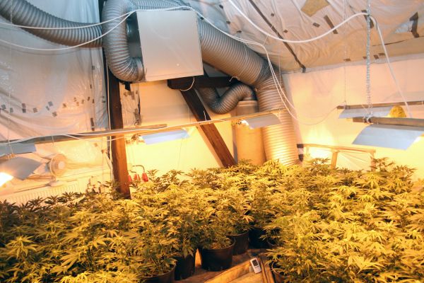 Marihuana_Modřice (5).jpg