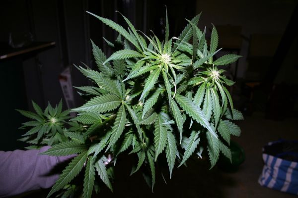 Marihuana_Modřice (7).jpg