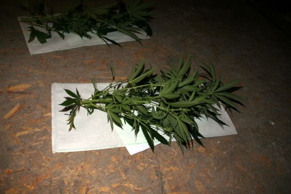 Marihuana_Modřice (8).jpg
