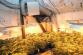 Marihuana_Modřice (5)