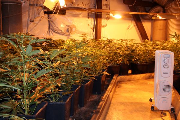 Marihuana_Modřice (6).jpg