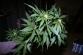 Marihuana_Modřice (7)