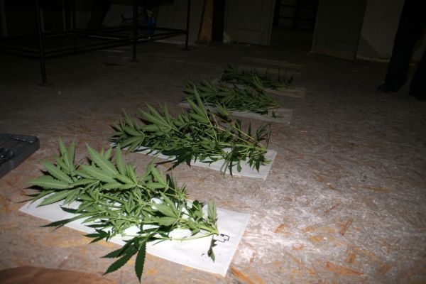 Marihuana_Modřice (9).jpg