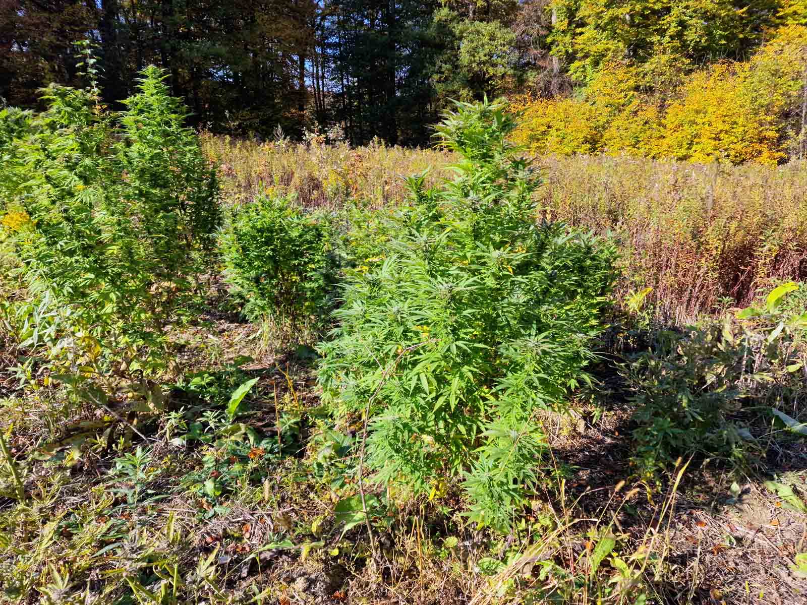 Marihuana_les_1.jpg