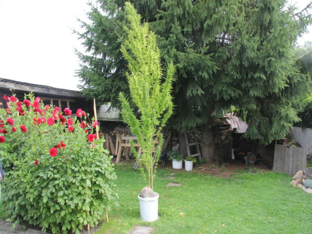 Marihuany