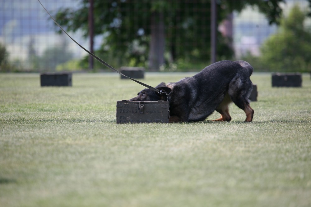 Naši čtyřnozí kolegové/011.JPG
