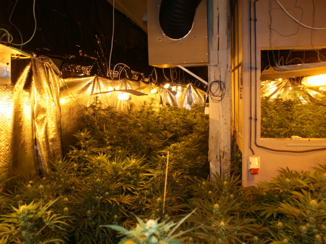 Odhalená pěstírna