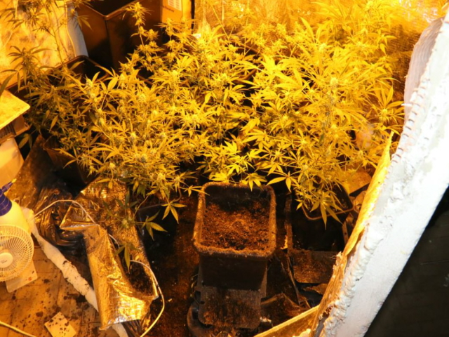 Odhalená pěstírna