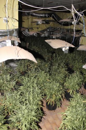 Odhalená pěstírna konopí