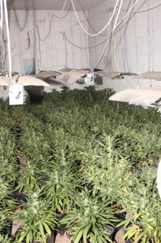 Odhalená pěstírna konopí 