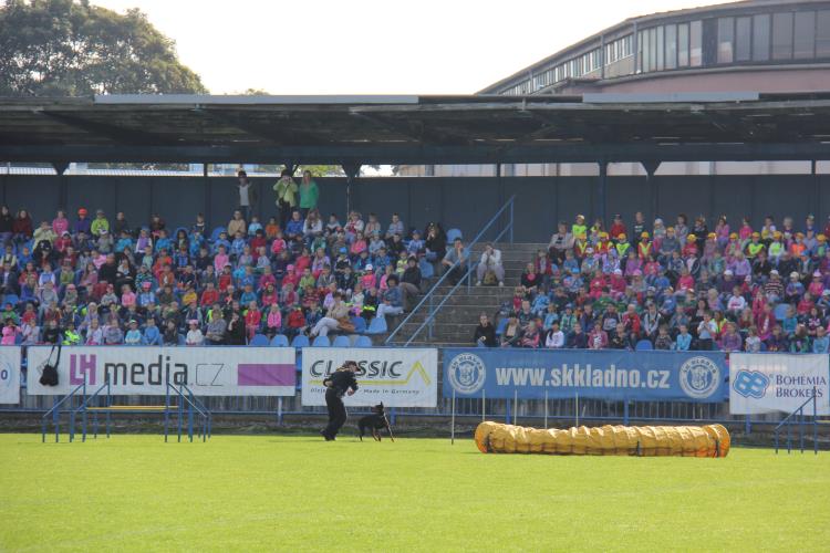 Pes - pomocník všech