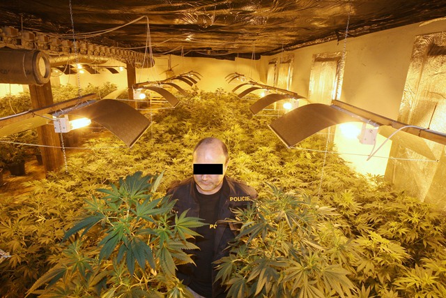 Pěstírna konopí Úštěk