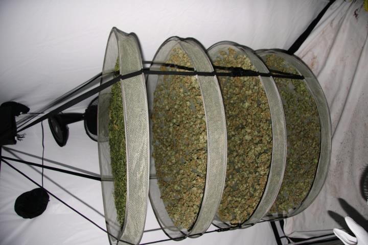 Pěstírna marihuany.